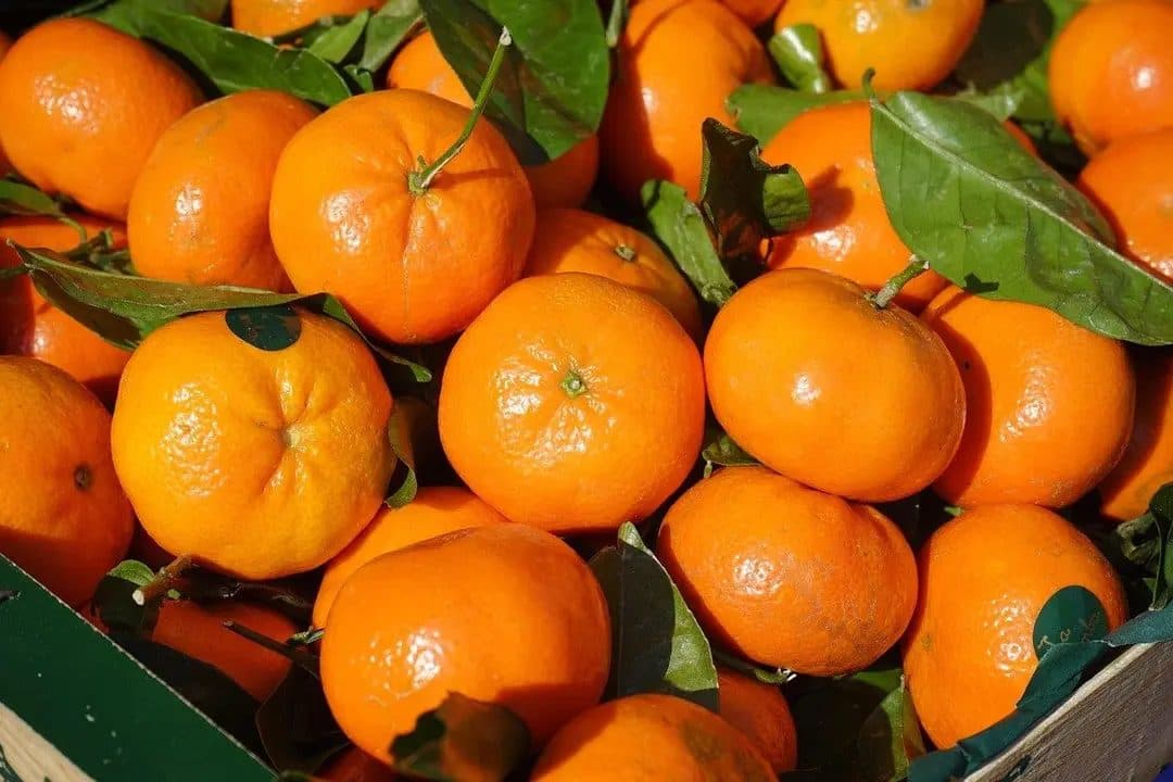 Paklijsten automatiseren in food en AGF: zo doe je het